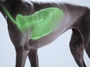 犬隻氣管塌陷（Tracheal Collapse in Dogs）