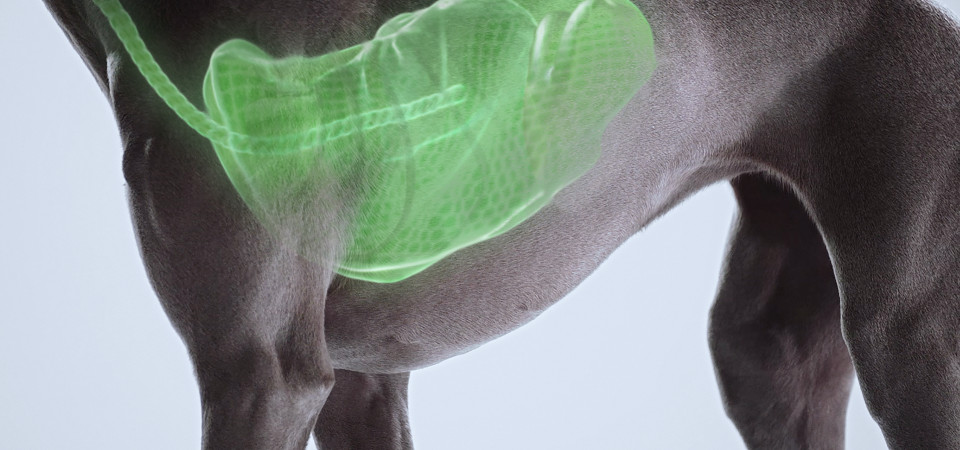 BREATHE_Portrait_VetsenEdited